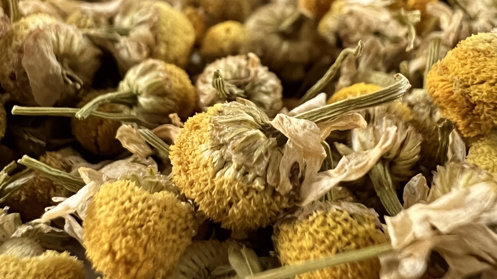 Close-up of dried yellow Chamomile heads.