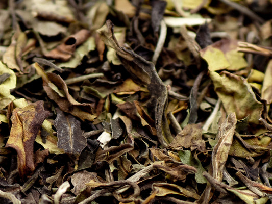 A close up of Chinese Pai Mu Tan loose White tea from TEA23