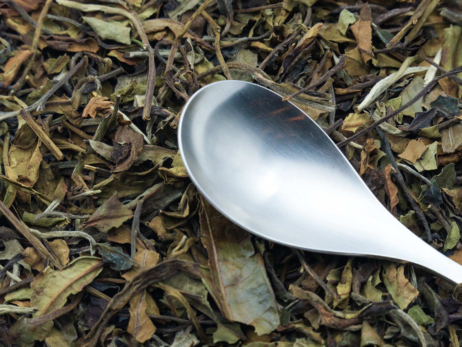 Chinese Pai Mu Tan white tea from TEA23 with a spoon resting on top